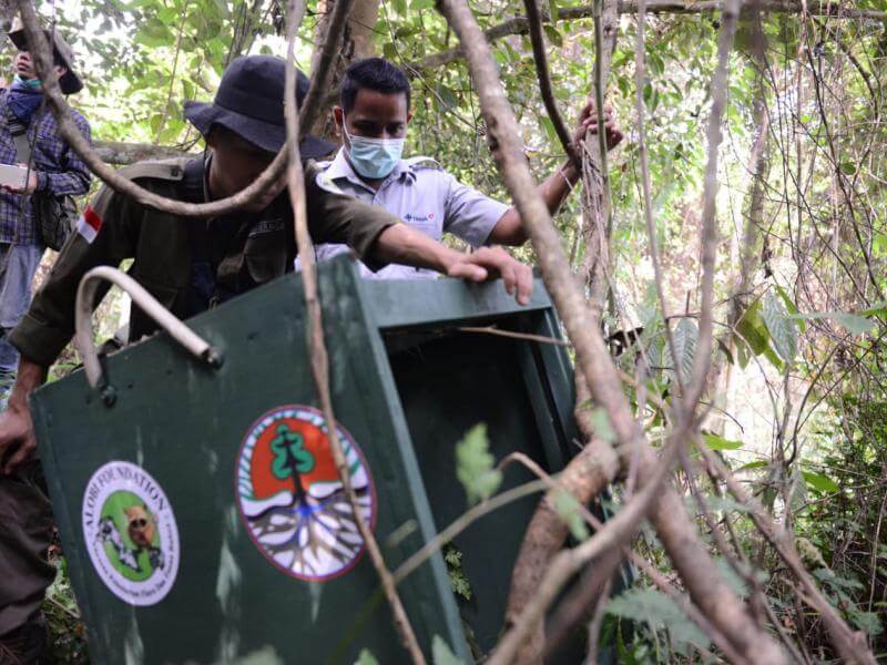 Melepasliarkan Empat kukang dan dua musang di hutan Bangka