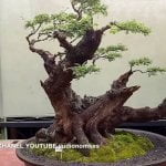 Pangkalpinang Akan Adakan Kontes Bonsai Berskala Nasional Mulai Tanggal 5-7 maret Pangkalpinang Akan Adakan Kontes Bonsai Berskala Nasional Mulai Tanggal 5-7 maret