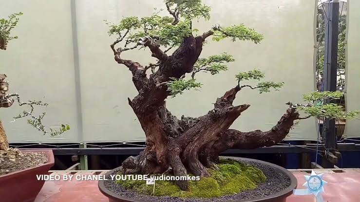 Pangkalpinang Akan Adakan Kontes Bonsai Berskala Nasional Mulai Tanggal 5-7 maret Pangkalpinang Akan Adakan Kontes Bonsai Berskala Nasional Mulai Tanggal 5-7 maret