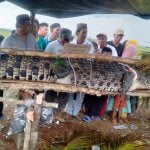 Penangkapan Buaya di Sungai Kulan – Kampak – Tuatunu Penangkapan Buaya di Sungai Kulan – Kampak – Tuatunu